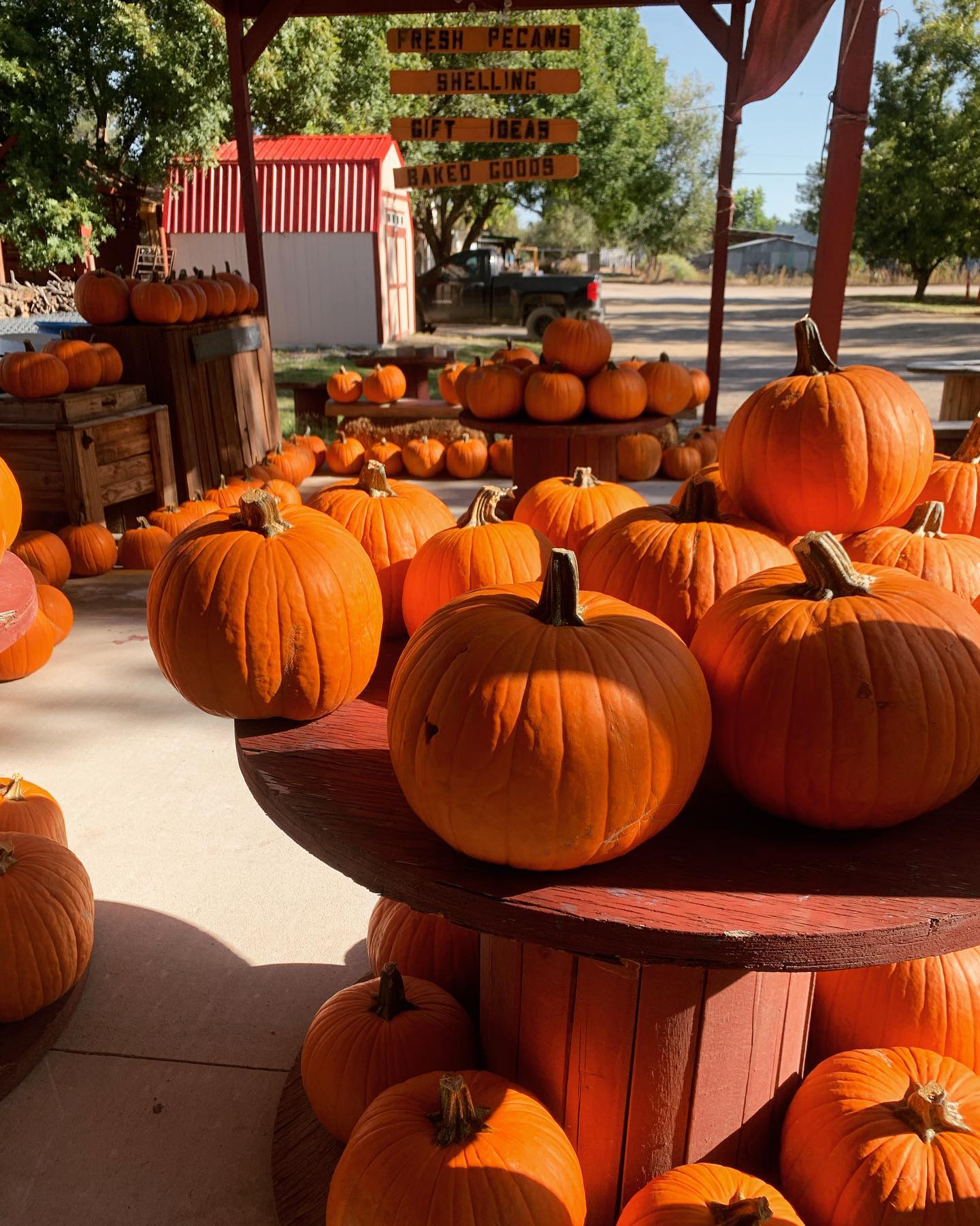 Pumpkin Patch and Decorating at Ramirez Pecan Farm EPStuff